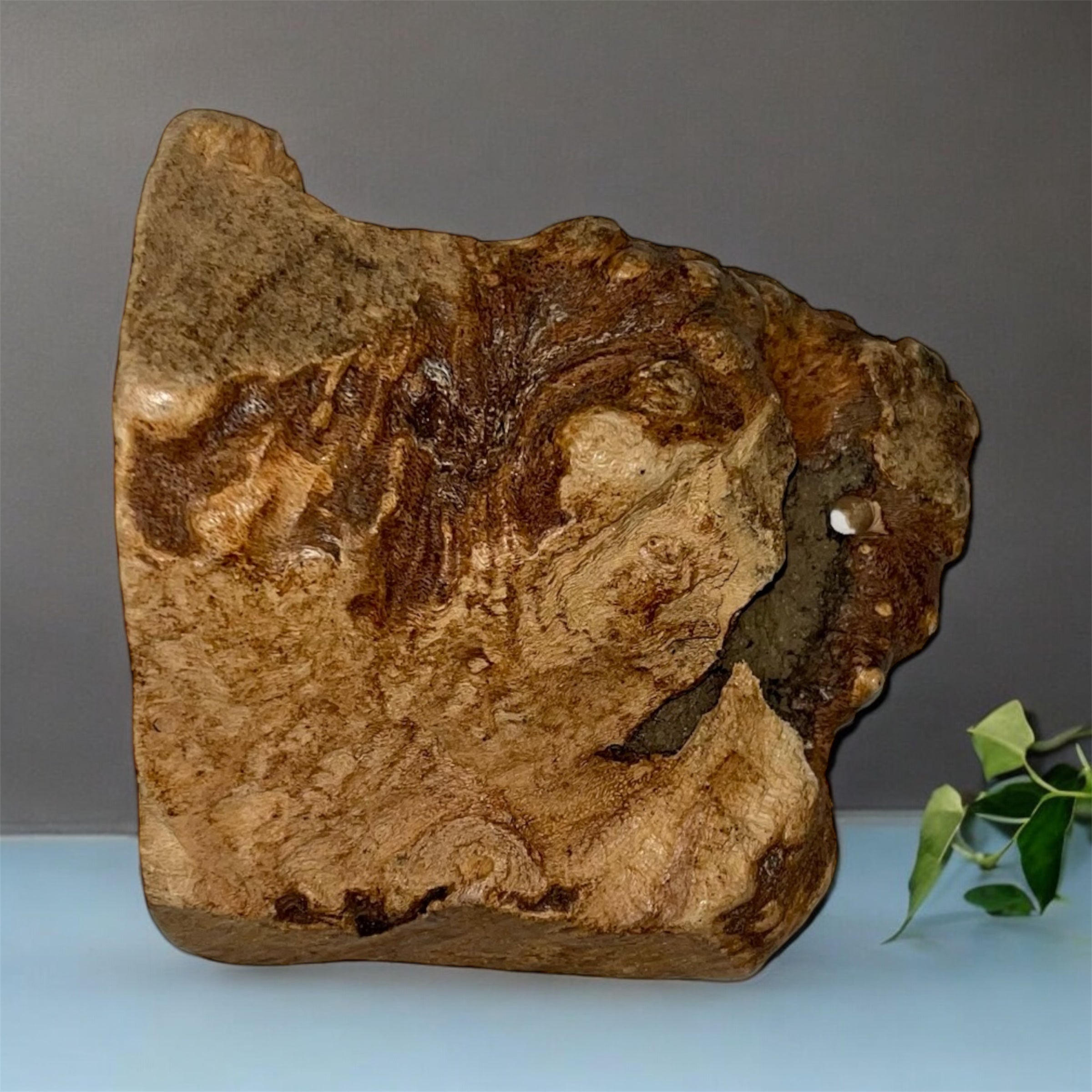 Raiz de brezo- Mordedor natural